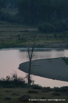 perched bald eagles at sunrise / New Fork River WY