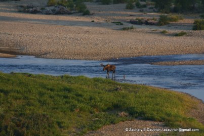 bull moose / New Fork River WY