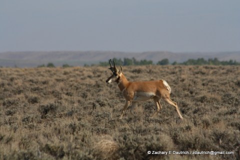 pronghorn antelope / Sublette County WY