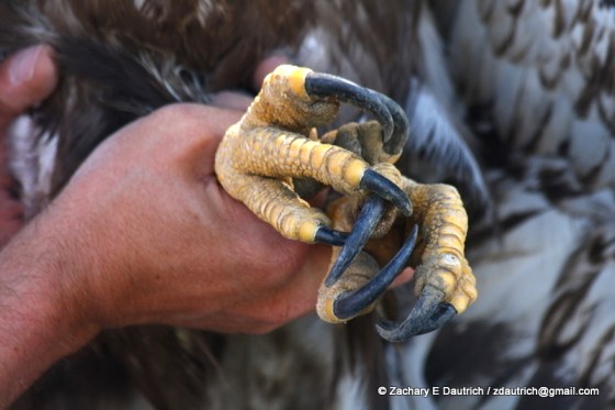 hatch year bald eagle 02 / New Fork River WY