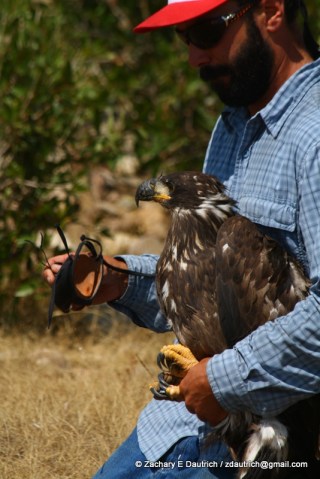 bald eagle release 01 / New Fork River WY