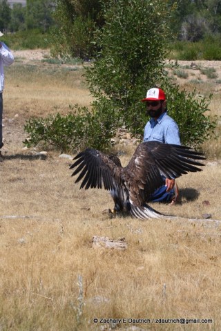 bald eagle release 02 / New Fork River WY