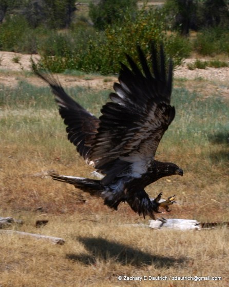 bald eagle release 03 / New Fork River WY