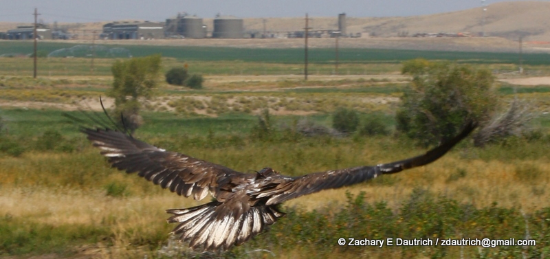bald eagle release 05 / New Fork River WY