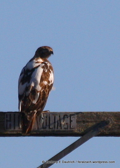 partially leucistic red-tailed hawk 01 / Sonoma County CA