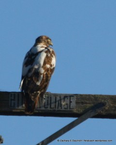 partially leucistic red-tailed hawk 02 / Sonoma County CA