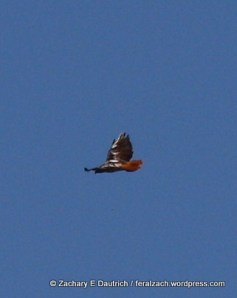 partially leucistic red-tailed hawk 05 / Sonoma County CA