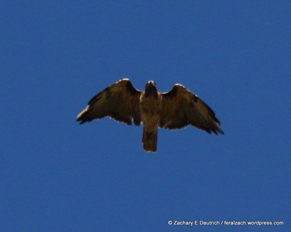 partially leucistic red-tailed hawk 07 / Sonoma County CA