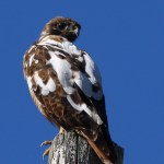 partial leucistic red-tailed hawk