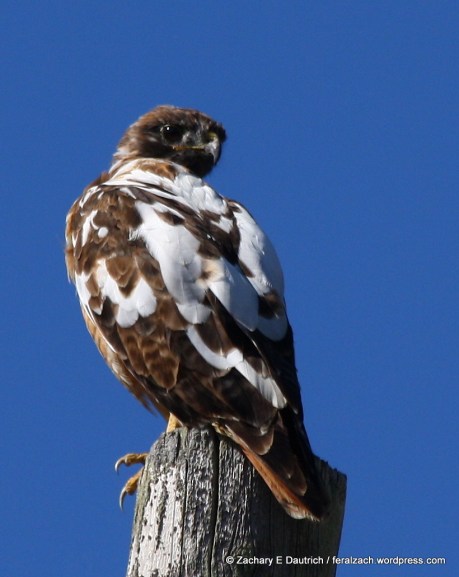partial leucistic red-tailed hawk