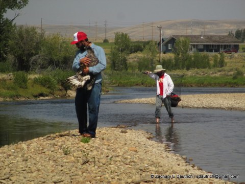 bald eagle capture 01 / New Fork River WY
