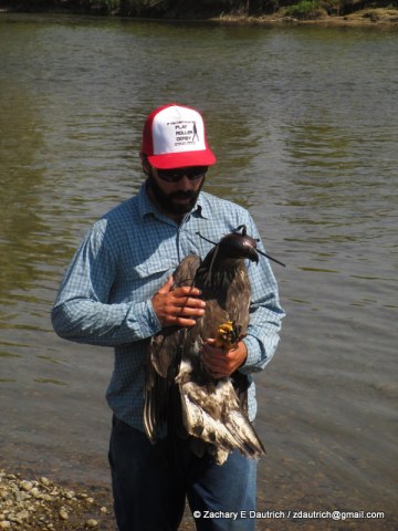 bald eagle capture 02 / New Fork River WY