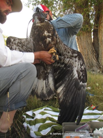 bald eagle exam 01 / New Fork River WY