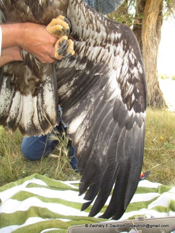 bald eagle exam 02 / New Fork River WY