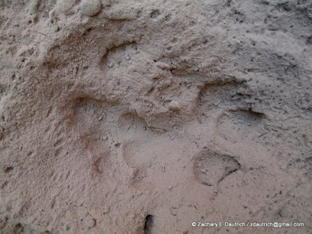 puma tracks 01 / Los Padres National Forest CA