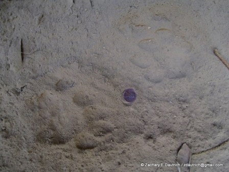 puma tracks 02 / Los Padres National Forest CA