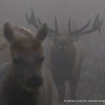 elk 01 / Tomales Point, Point Reyes Nat Seashore CA