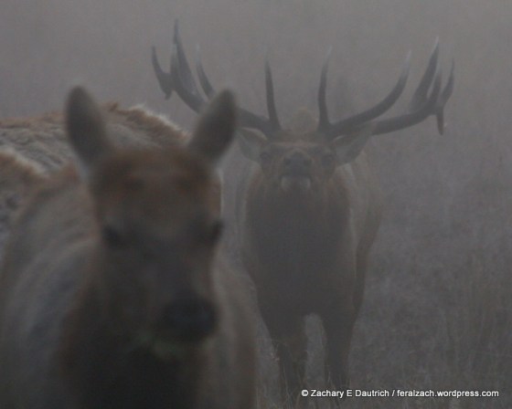 elk 01 / Tomales Point, Point Reyes Nat Seashore CA