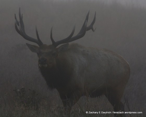 bull elk