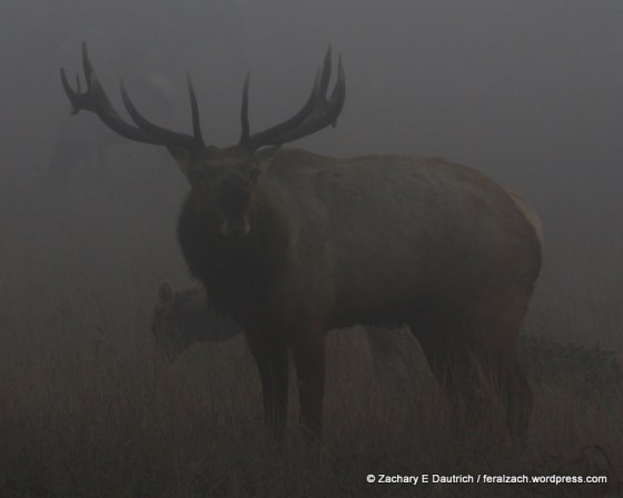 bull elk calling!!