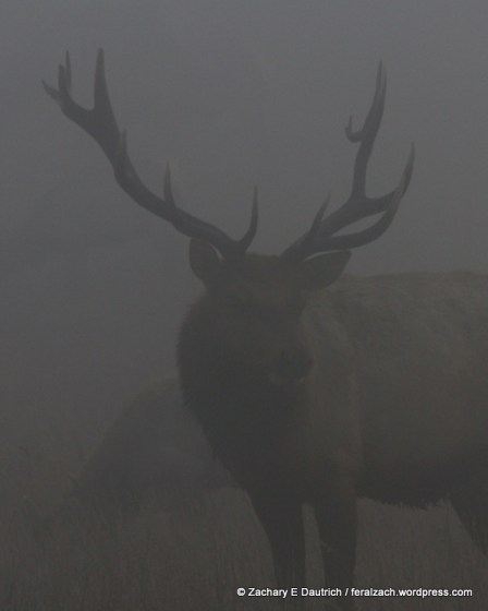 bull elk 03