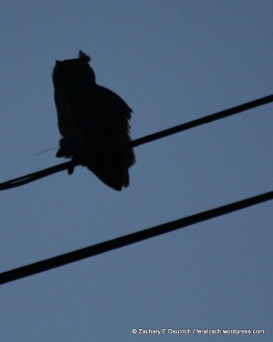 juvenile great-horned owl