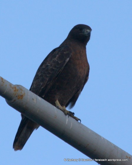 rufous morph red-tailed hawk / Berkeley CA
