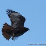 rufous morph red-tailed hawk in flight / Berkeley CA