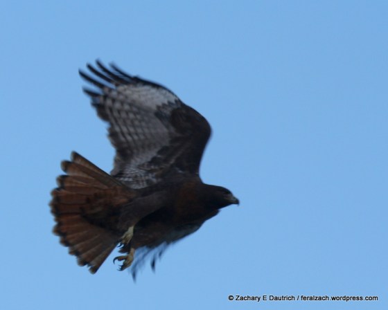 rufous morph red-tailed hawk in flight / Berkeley CA