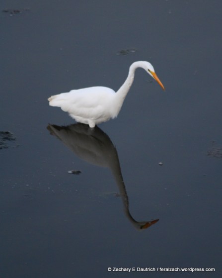 great egret / Berkeley CA