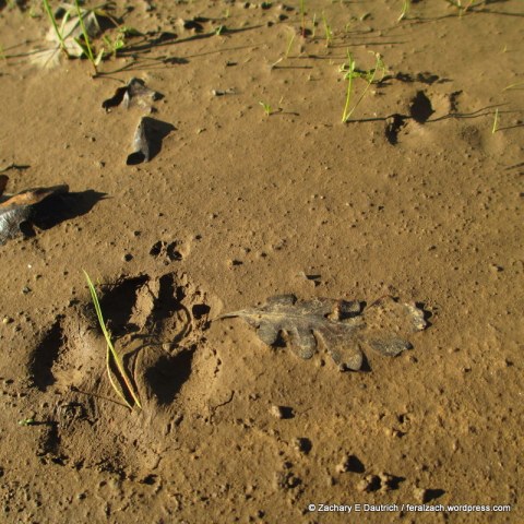 coyote tracks