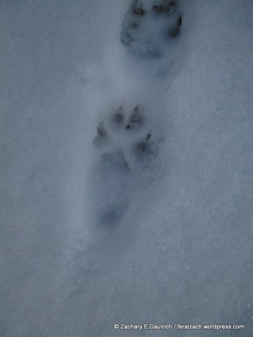 red fox tracks