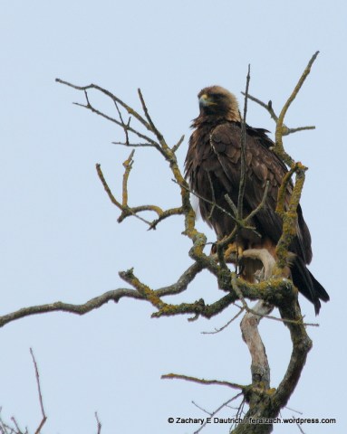 golden eagle / Mount Diablo Nov 2011