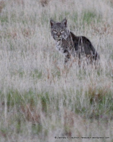bobcat