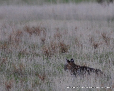 hunting bobcat