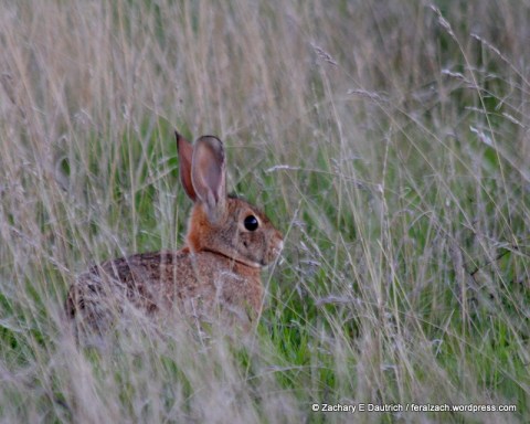 brush rabbit