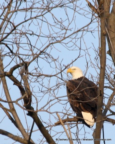 adult bald eagle 01