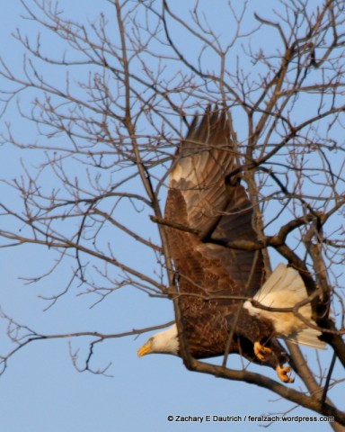 adult bald eagle 02