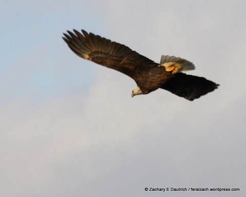 adult bald eagle 03