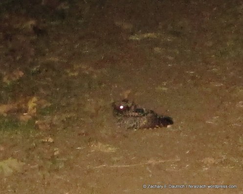 common poorwill (cropped and zoomed)