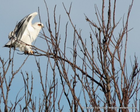 IMG_9752 raw edit 1 v1-001