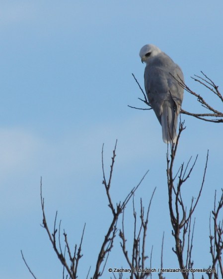 IMG_9786 raw edit 1 v1-001