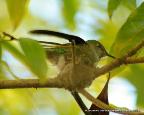 Anna's hummingbird in nest
