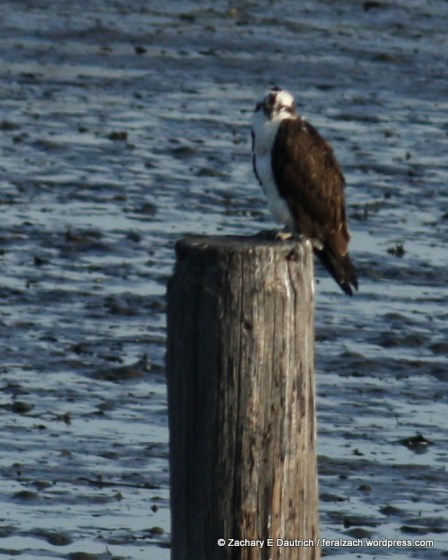 Canon 70-300mm zoom lens