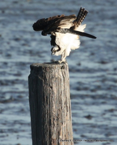Canon L-series 300mm fixed lens w/ 2x teleconverter