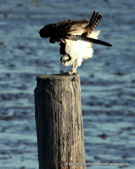 oprey / Albany mudflats CA