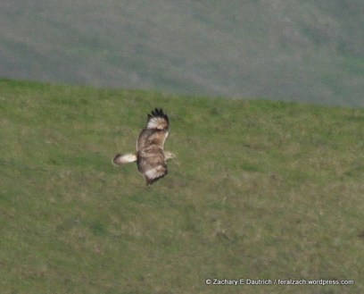 rough-legged hawk