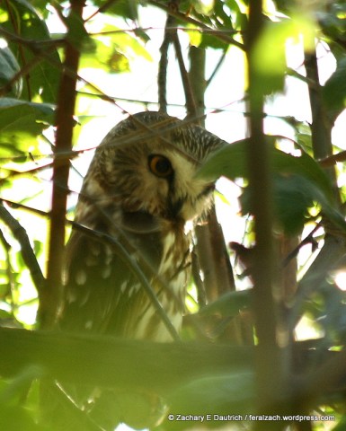 saw-whet owl