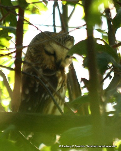 saw-whet owl