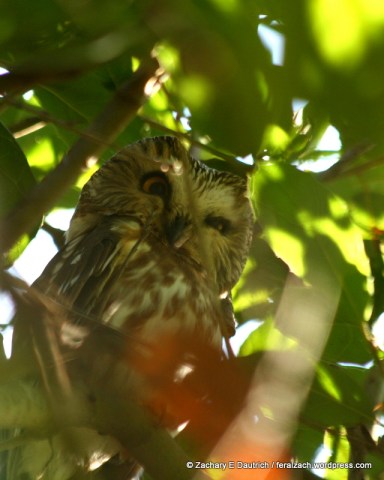 saw-whet owl